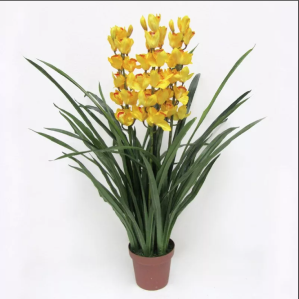 Орхидея Цимбидиум в горшке