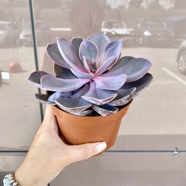 Суккулекнт