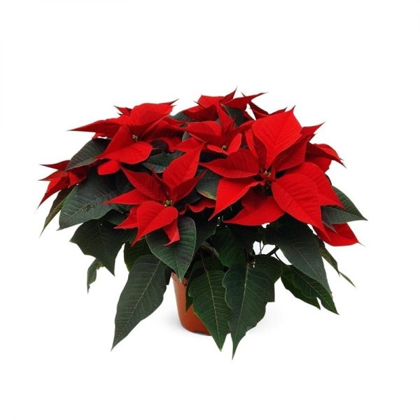 Пуансеттия  (рождественская звезда)