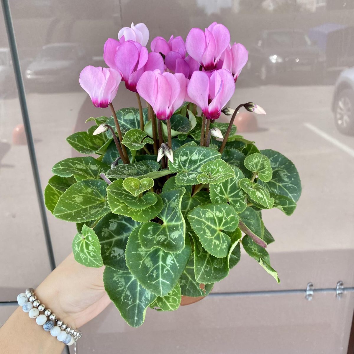 Цикламен — изображение 1