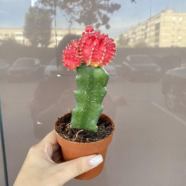 Гимнокалициум красный