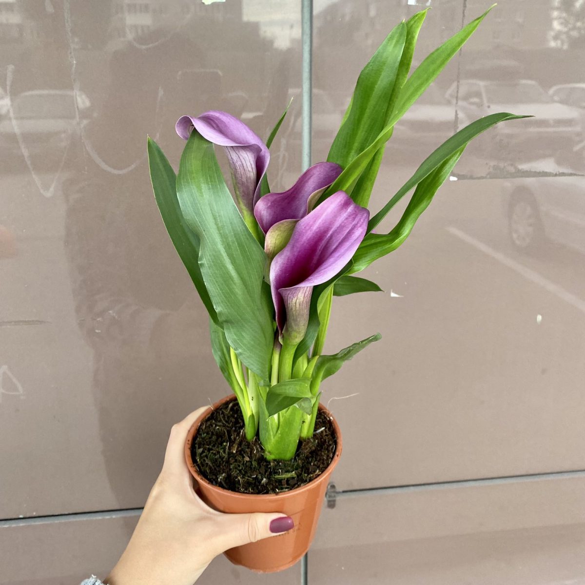 Калла — изображение 1