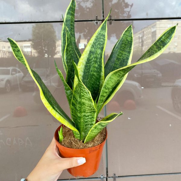 Сансевирия