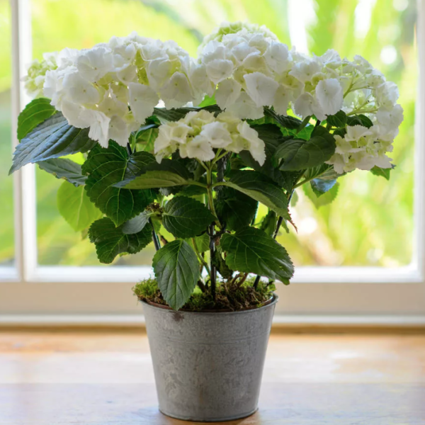 Гортензия в горшке белая
