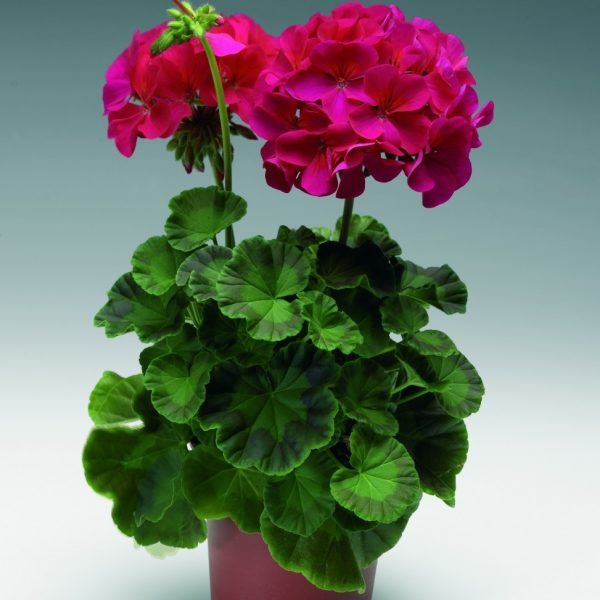 Пеларгония зональная