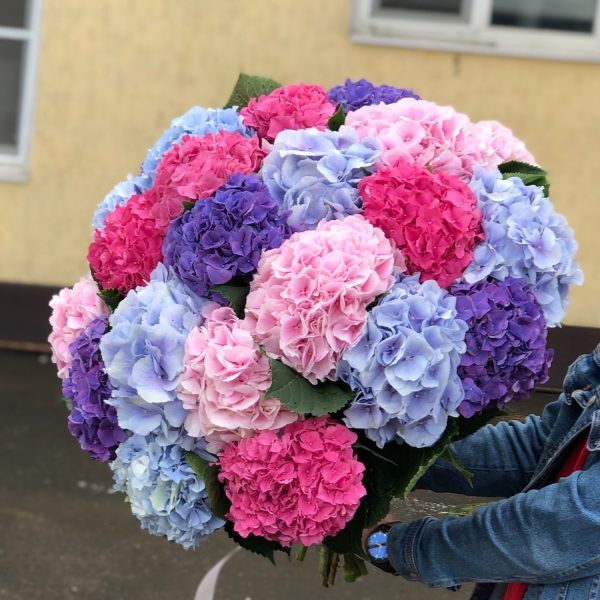 Букет Яркие ноты из 19 гортензий (Предзаказ 1 неделя)