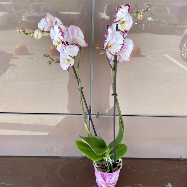 Орхидея двухстволовая